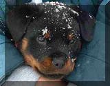 German Rottweiler puppy photo. Elsa V. Keiser Wappen